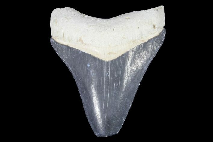 Serrated, Bone Valley Megalodon Tooth - Florida #99876